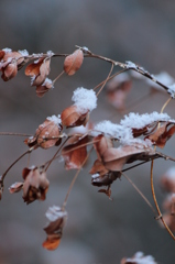 雪