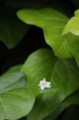 落花