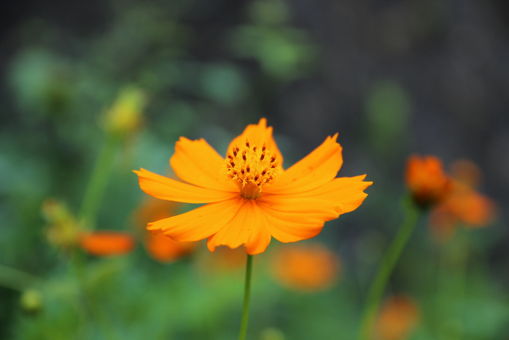 キバナコスモス