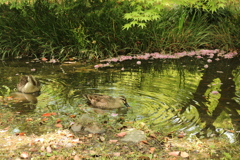 かも