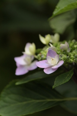 あじさい あじさい