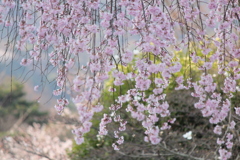 しだれ