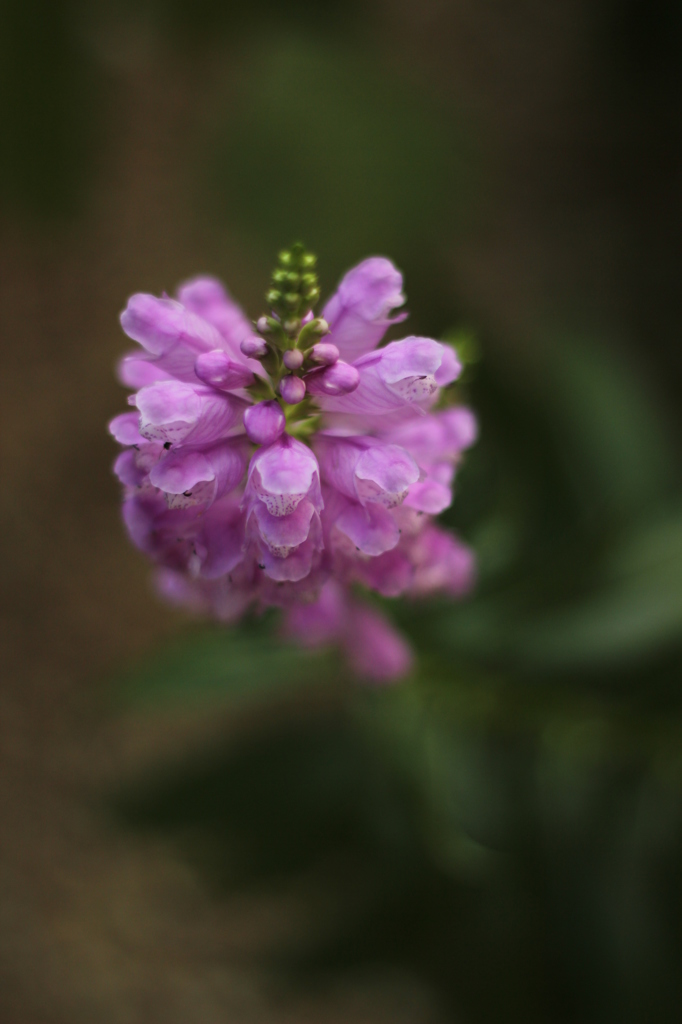花虎の尾