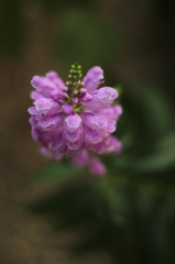 花虎の尾