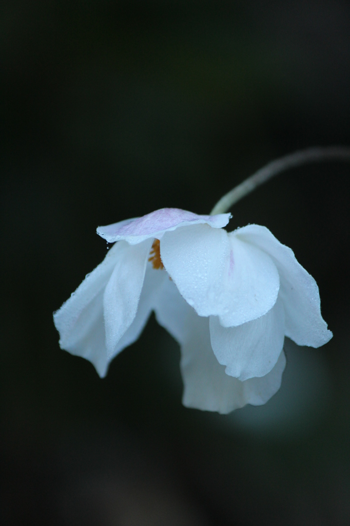 秋明菊
