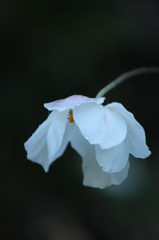 秋明菊