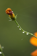 雨上がり 雨上がり