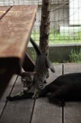 こねこ こねこ