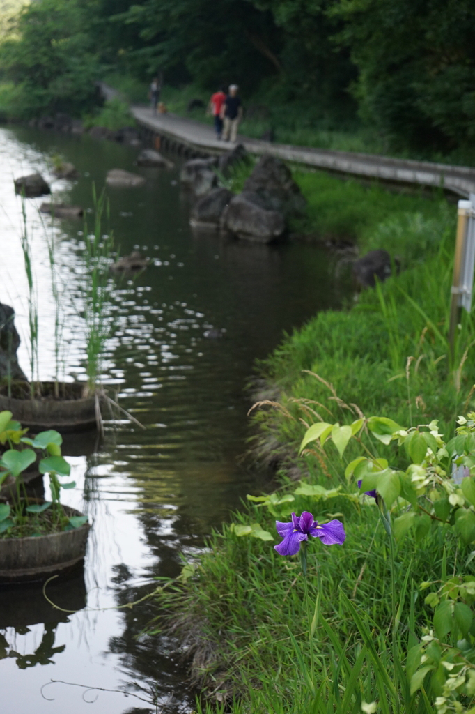 水辺の花