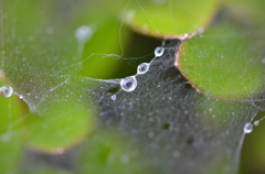 蜘蛛の巣の水滴