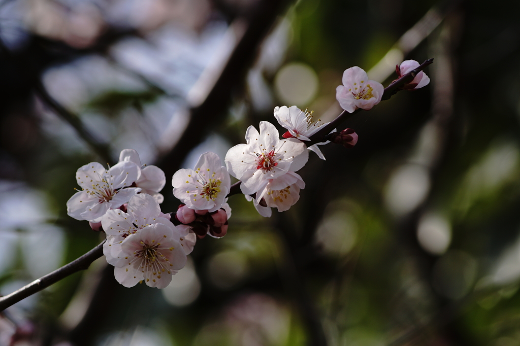 桜の枝