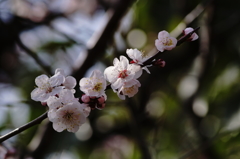 桜の枝