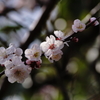 桜の枝