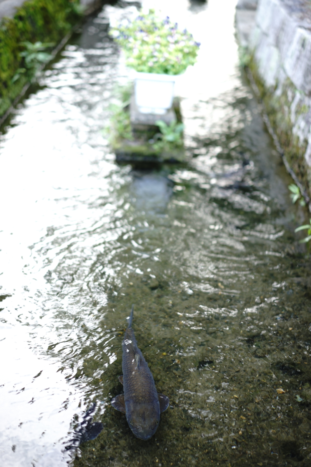小川の魚