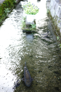 小川の魚