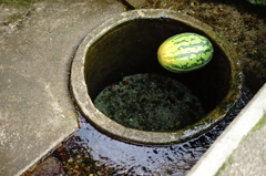 水溜の西瓜
