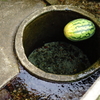 水溜の西瓜