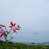 湖を見渡す