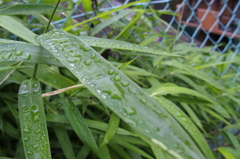 雨のお皿