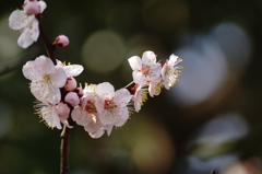 桜のY字枝