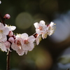桜のY字枝