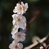 桜の立ち枝