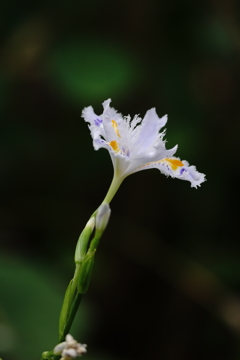 神秘の草花