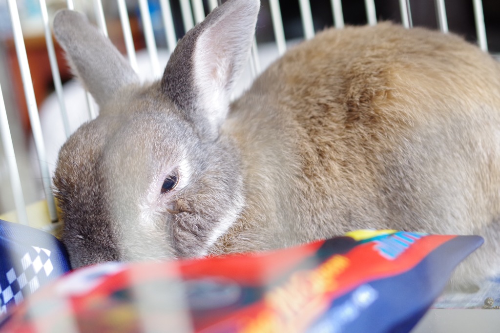 実家のうさぎ。サコンジさん。