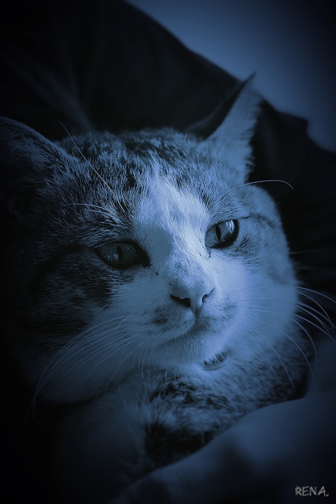 猫のイケメン 