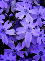 芝桜