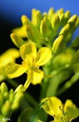 菜の花