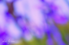 菖蒲ファンタジー