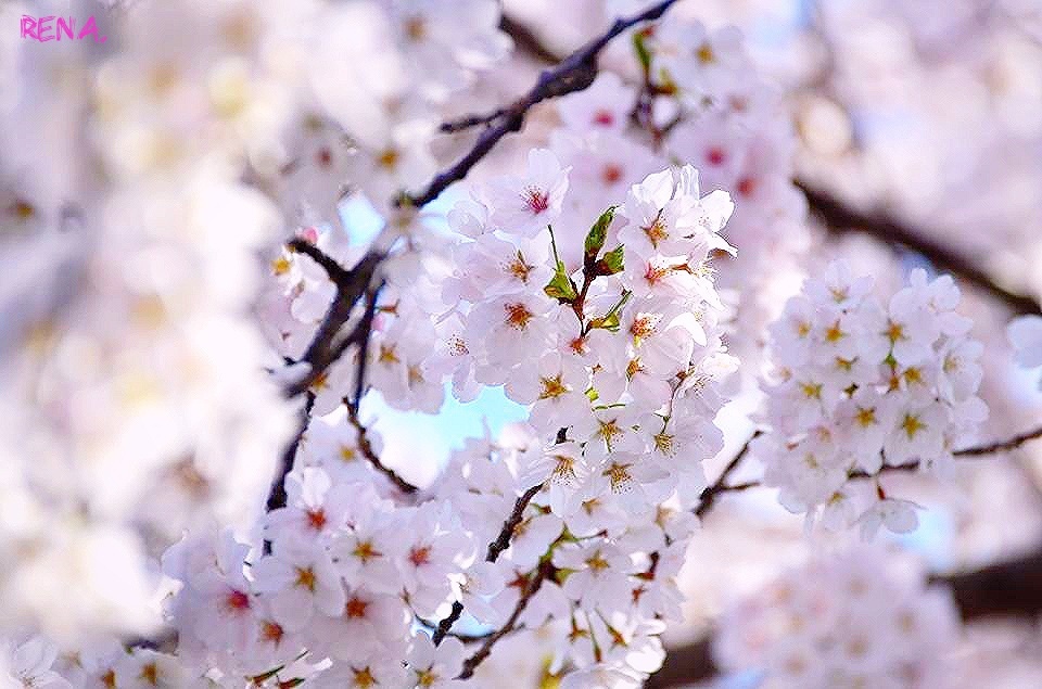 桜