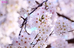 桜