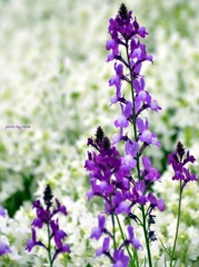 白と紫の花