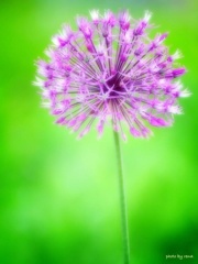 花火花