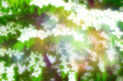 山法師の光