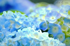 爽やか紫陽花