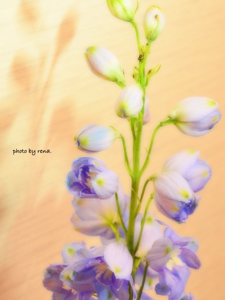 華