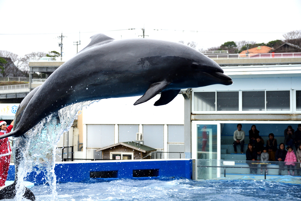 松島水族館