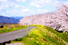 桜