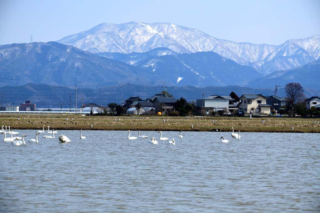 鳥撮り