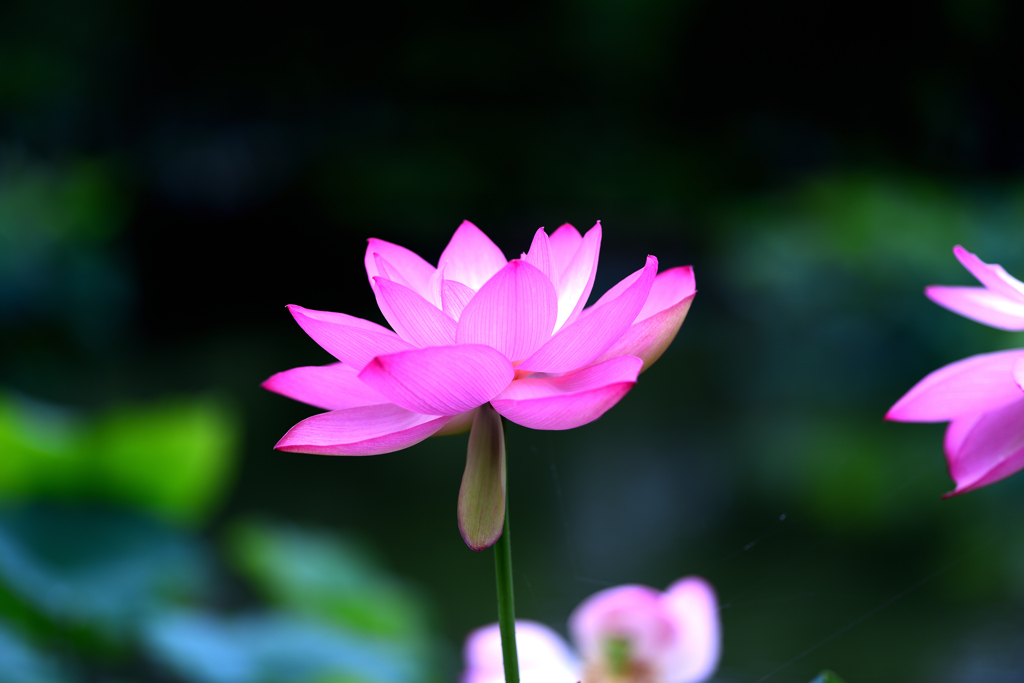 花はす公園