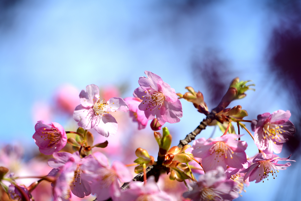 河津桜