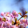 河津桜
