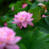 花はす公園