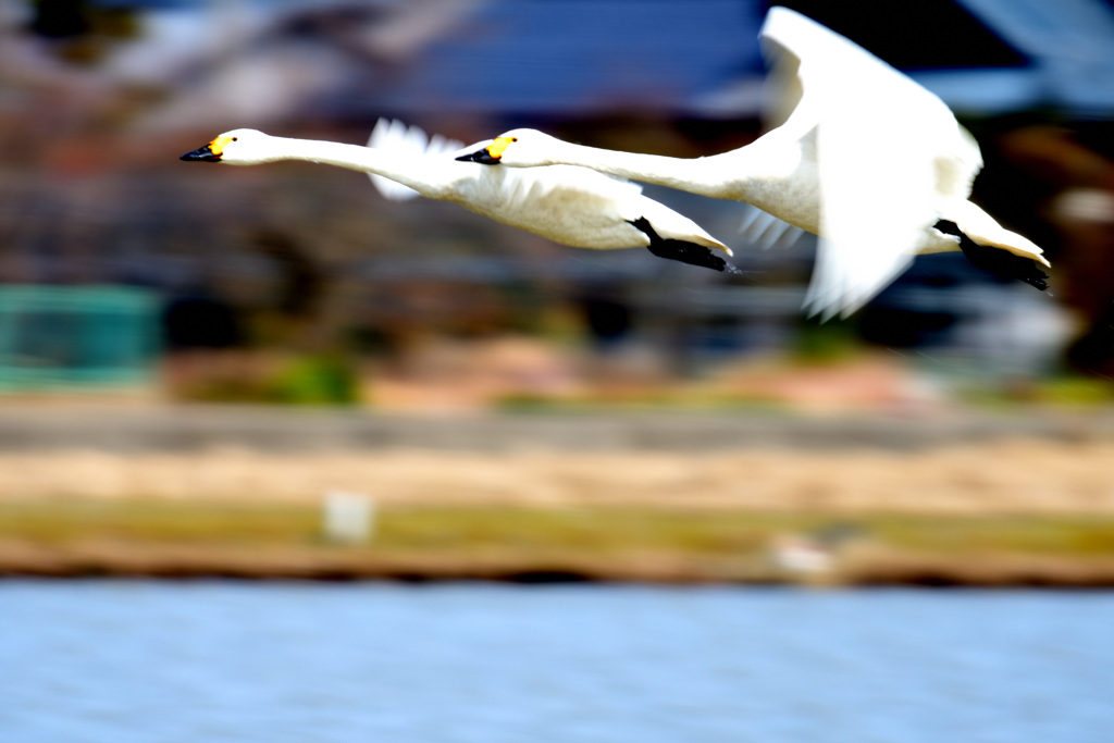 鳥撮り