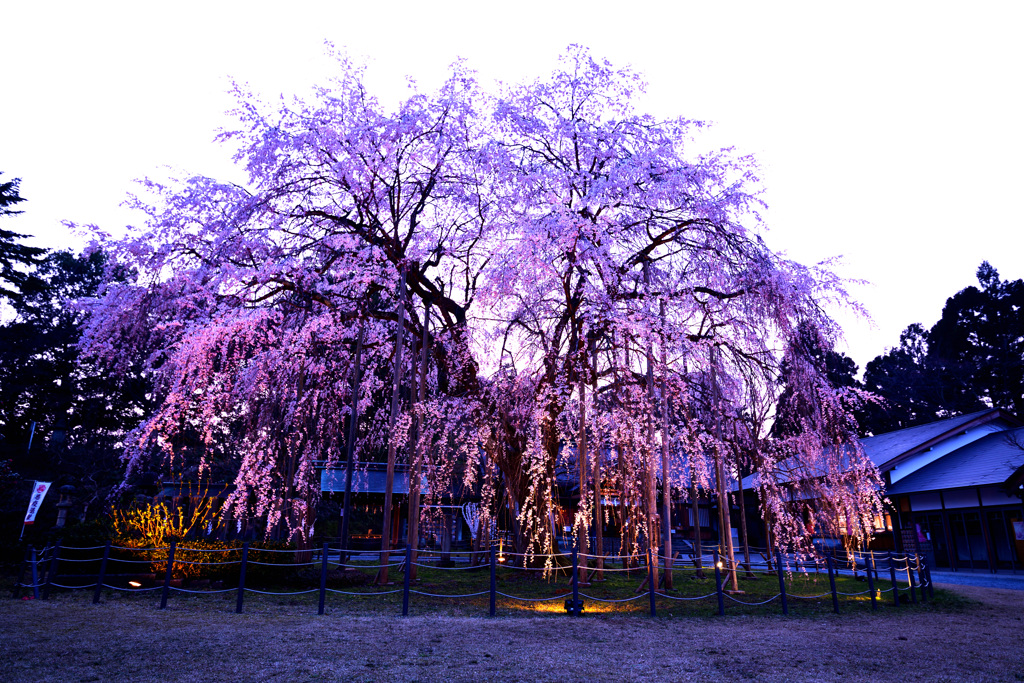 しだれ桜