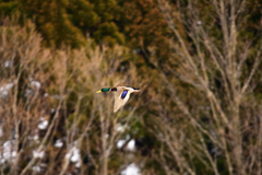 鳥撮り