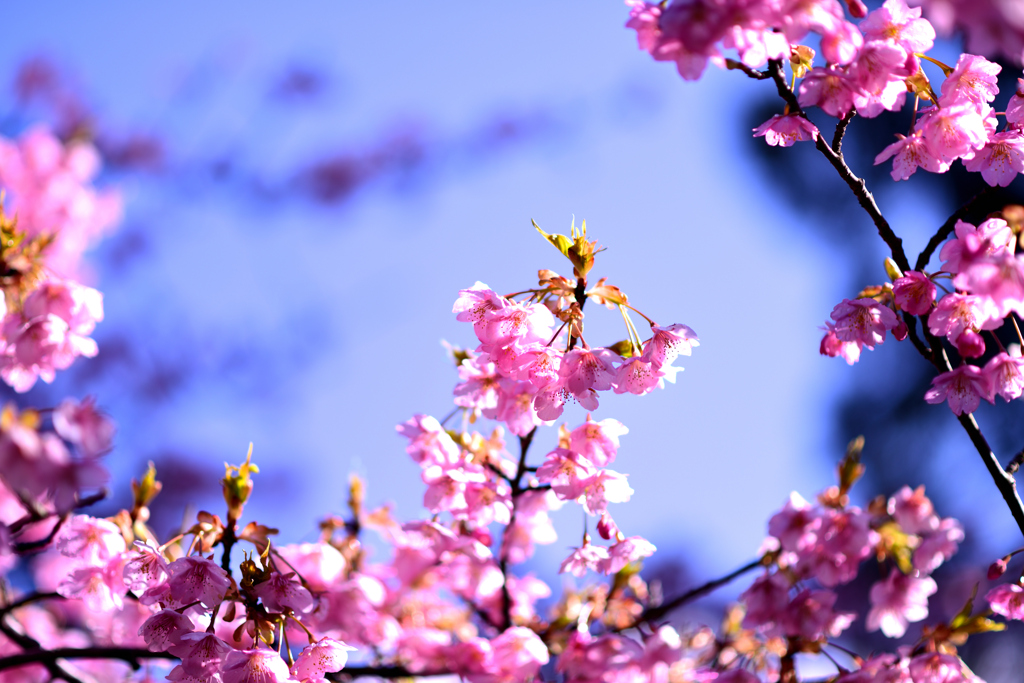 河津桜